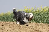 BEARDED COLLIE 169